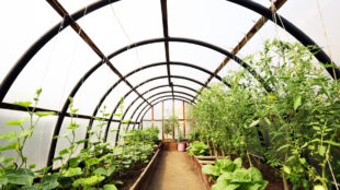 Produire des légumes toute l’année grâce à une serre solaire fonctionnelle
