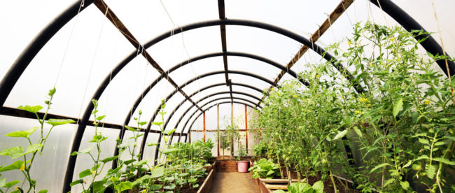 Produire des légumes toute l’année grâce à une serre solaire fonctionnelle