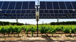 Agriculture des panneaux solaires pour protéger les vignes
