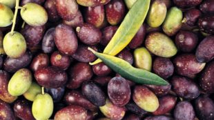 L’olive Taggiasca de Seborga