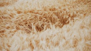 cereales perennes pour une agriculture durable