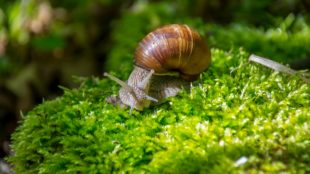 la chasse aux escargots ramassage reglementation