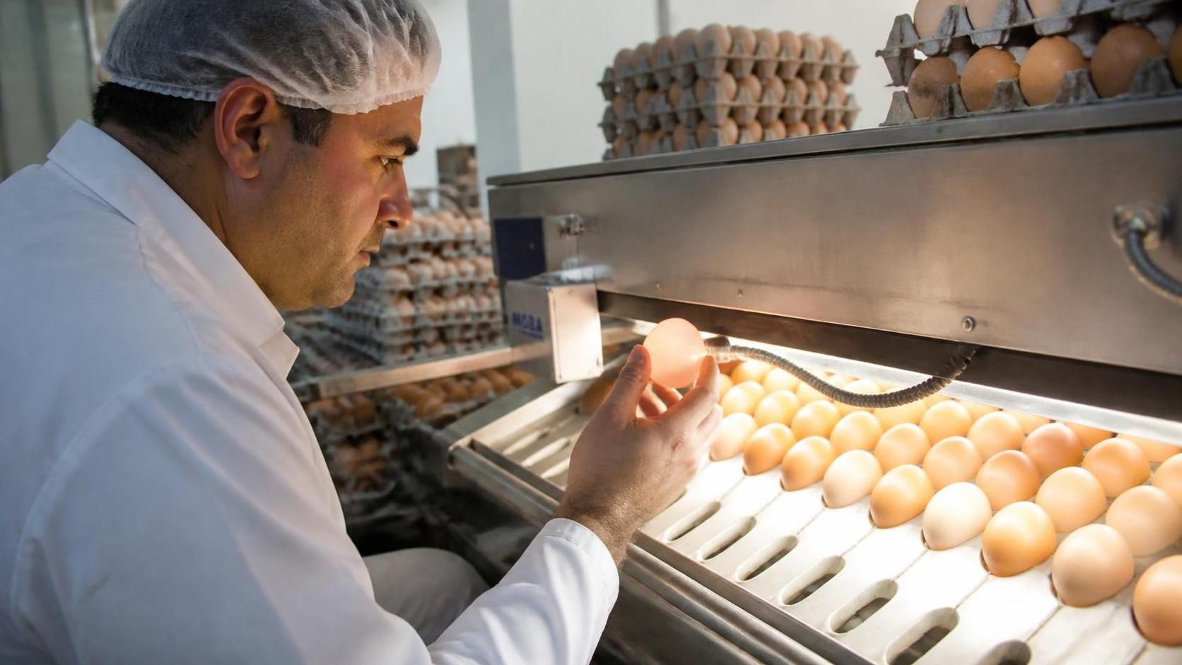 explorez les nombreuses caractéristiques des œufs de catégorie a, leur qualité, leur origine et leurs usages dans la cuisine pour bien choisir vos œufs.
