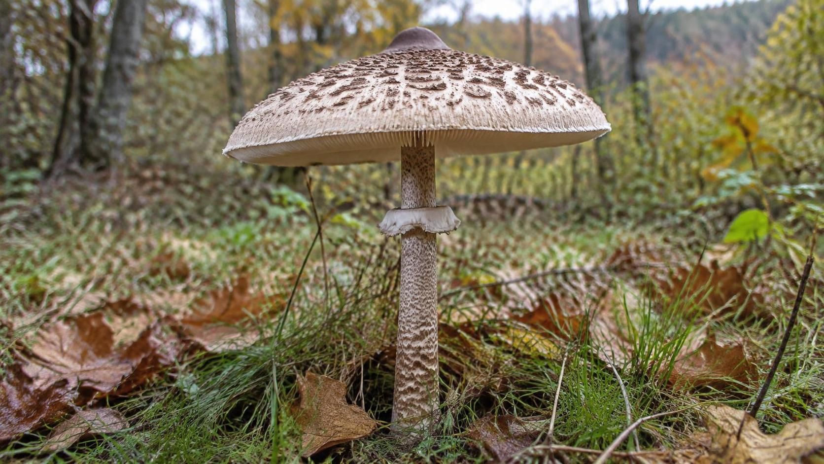 découvrez la coulemelle, ce champignon forestier aux saveurs délicates : ses secrets, ses caractéristiques et les conseils pour la reconnaître.